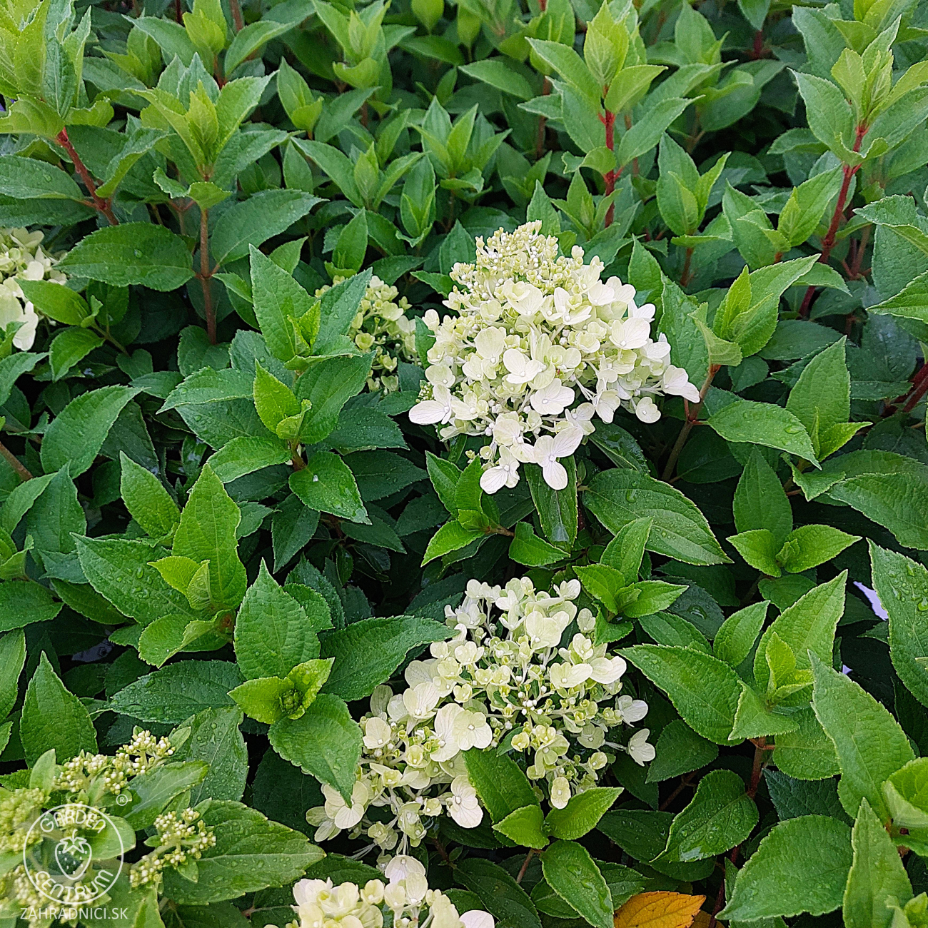 Obrázok Hortenzia metlinatá (Hydrangea paniculata) ´MAGICAL MOONLIGHT´® - výška 20-30 cm, kont. C1L